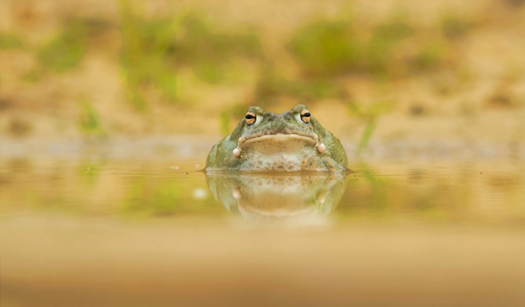 Colorado River Toad