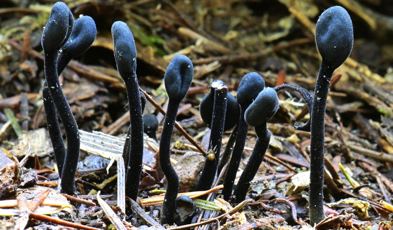Genome Studies Manage To Find A New Branch Of Fungal Evolution