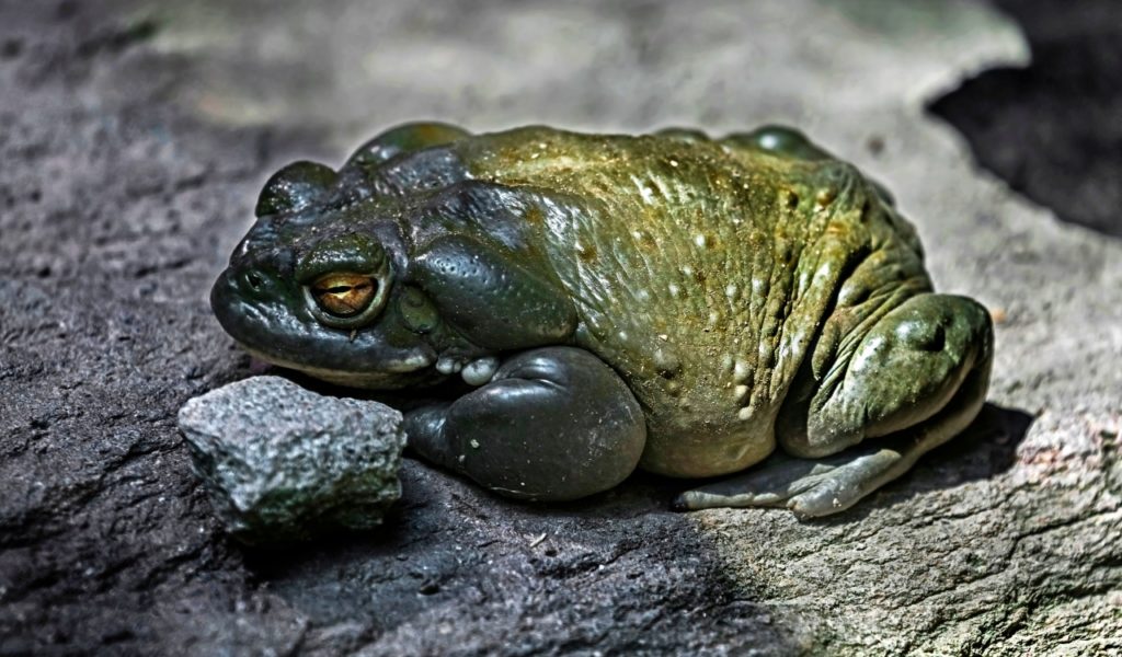 Sonoran Desert Toad