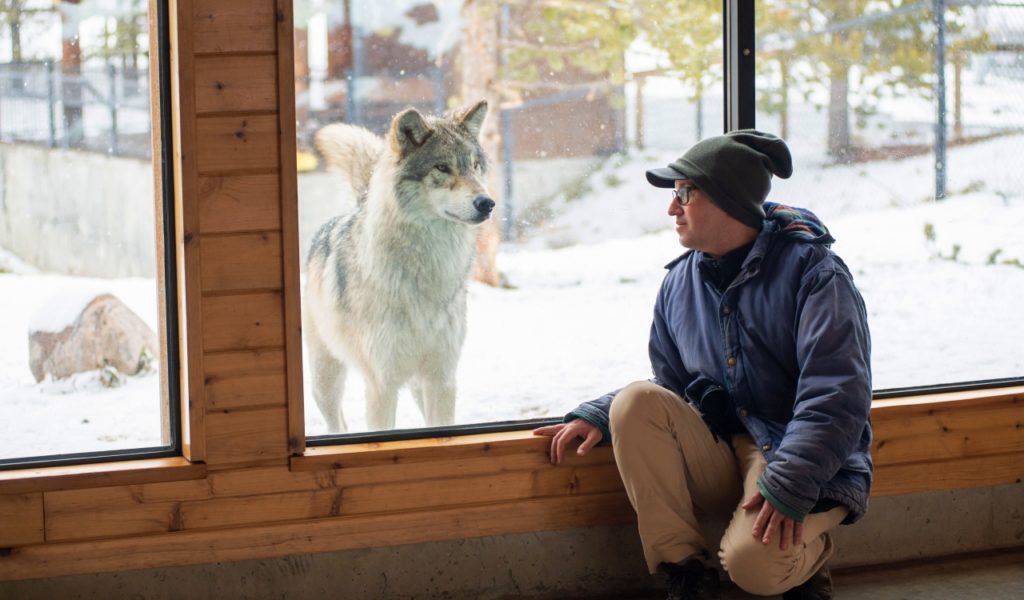 Wolf at Yellowstone