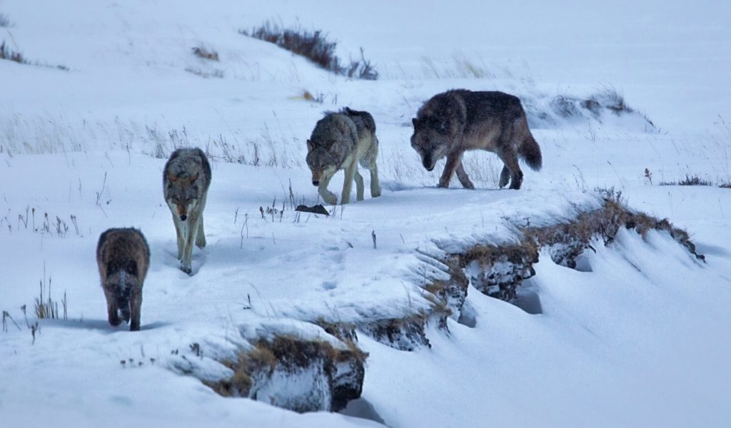 Yellowstone Gray Wolves