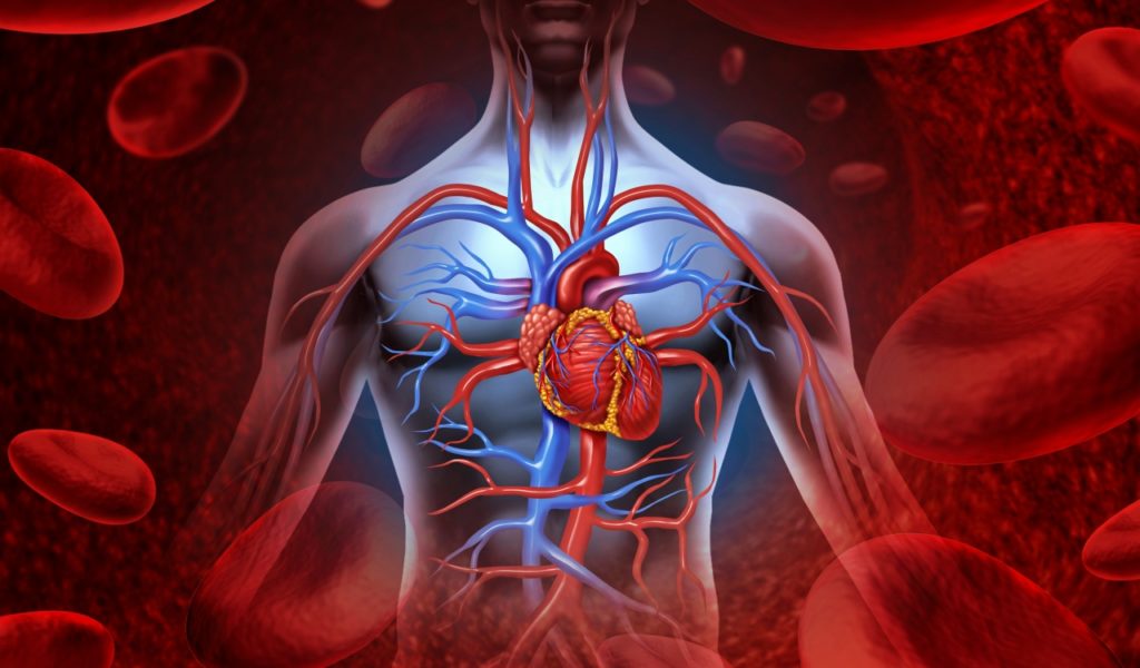 Human Heart with Numerous Blood Vessels