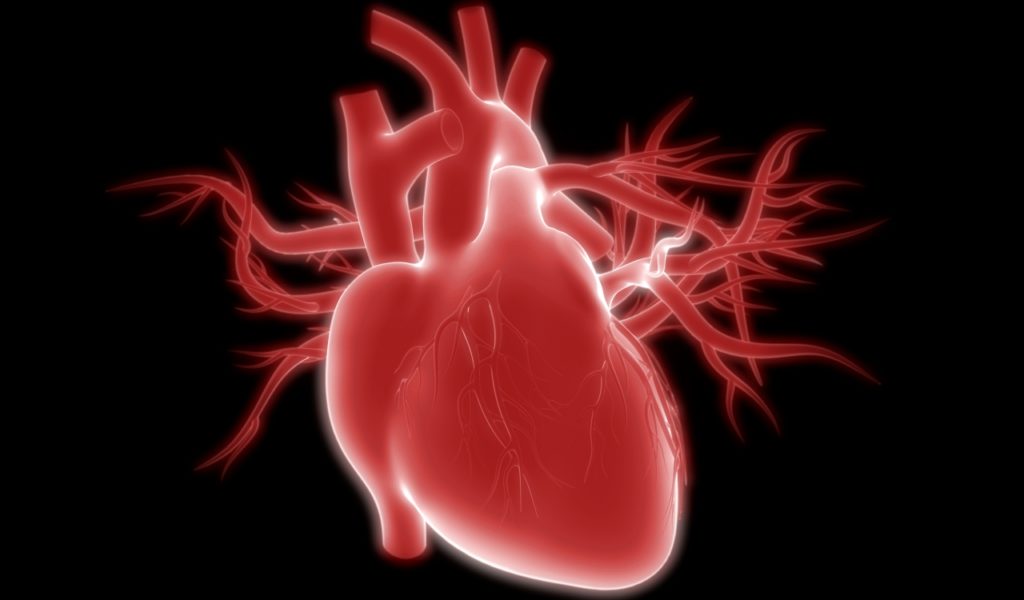 Human Heart