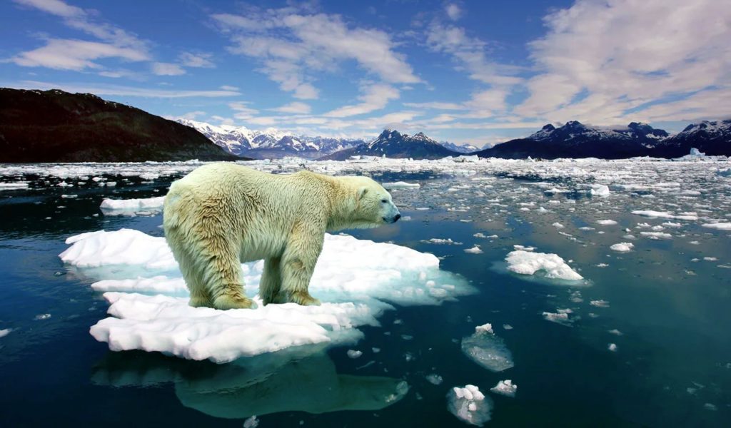 Polar Bear on Melting Ice