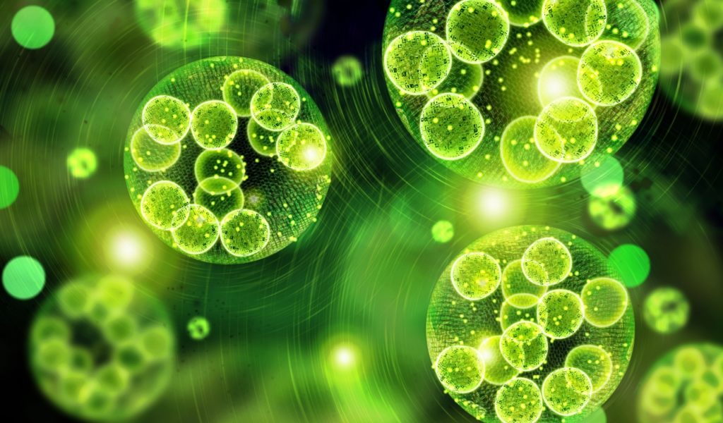 Green Single Cell Organisms