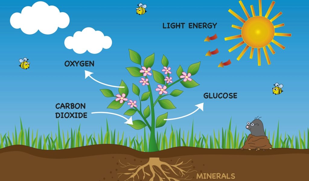 Photosynthesis Process