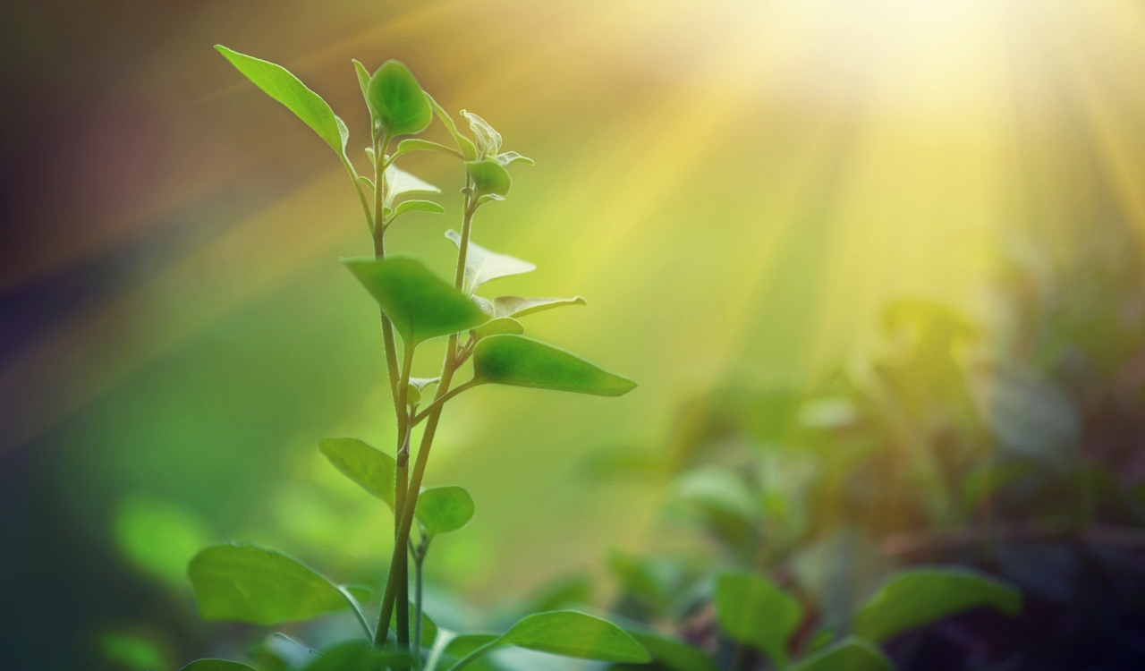 Photosynthesis Might Not Work The Way We Think, Researchers Find